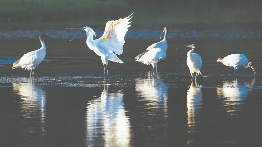 “Show Us the Money” post image