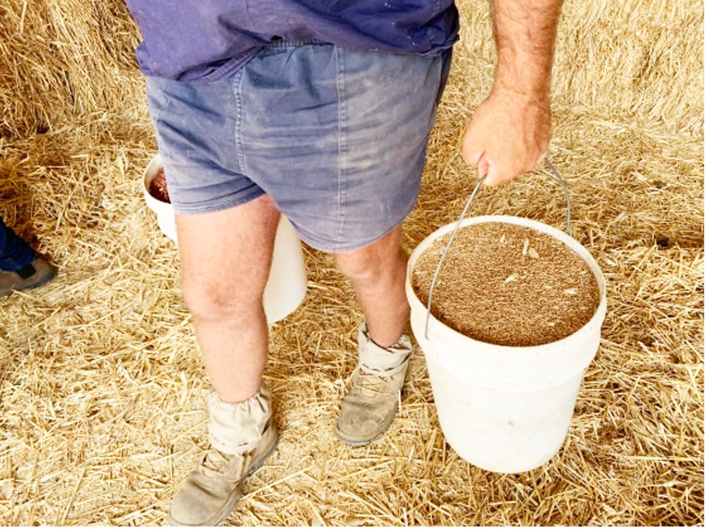Feeding Livestock — Getting Rations Right post image