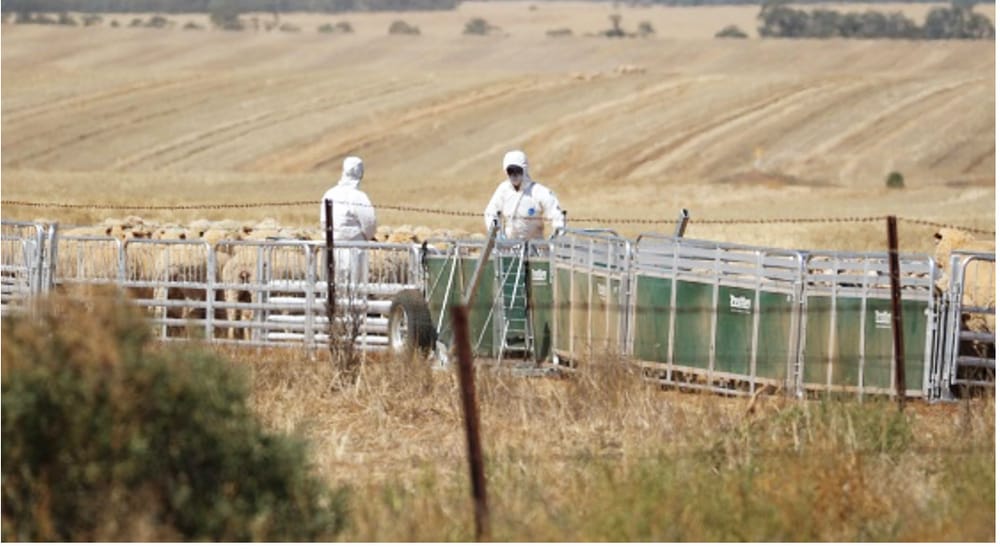 What If an Exotic Disease Outbreak Were to be Found on Your Property? post image