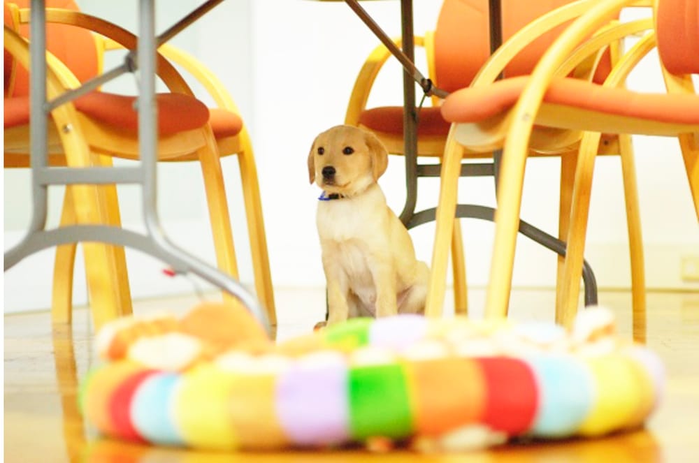 Reuniting Lost Pets Easier for Victorians post image