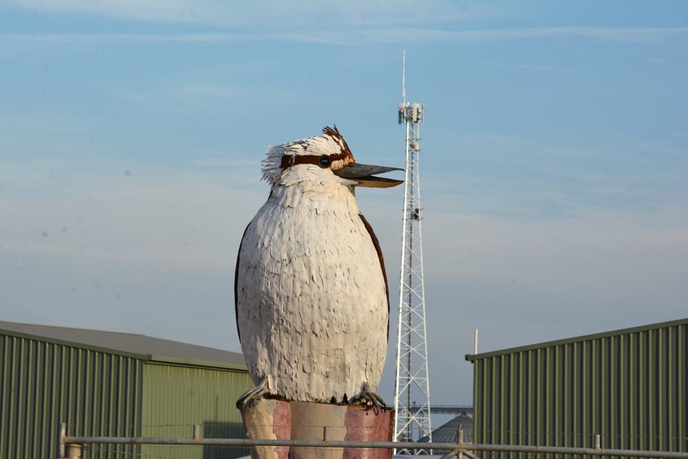 “Kooka” Has a New Mate post image