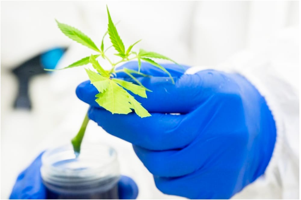 Scientists Unlock Genetic Clues to Medicinal Cannabis post image