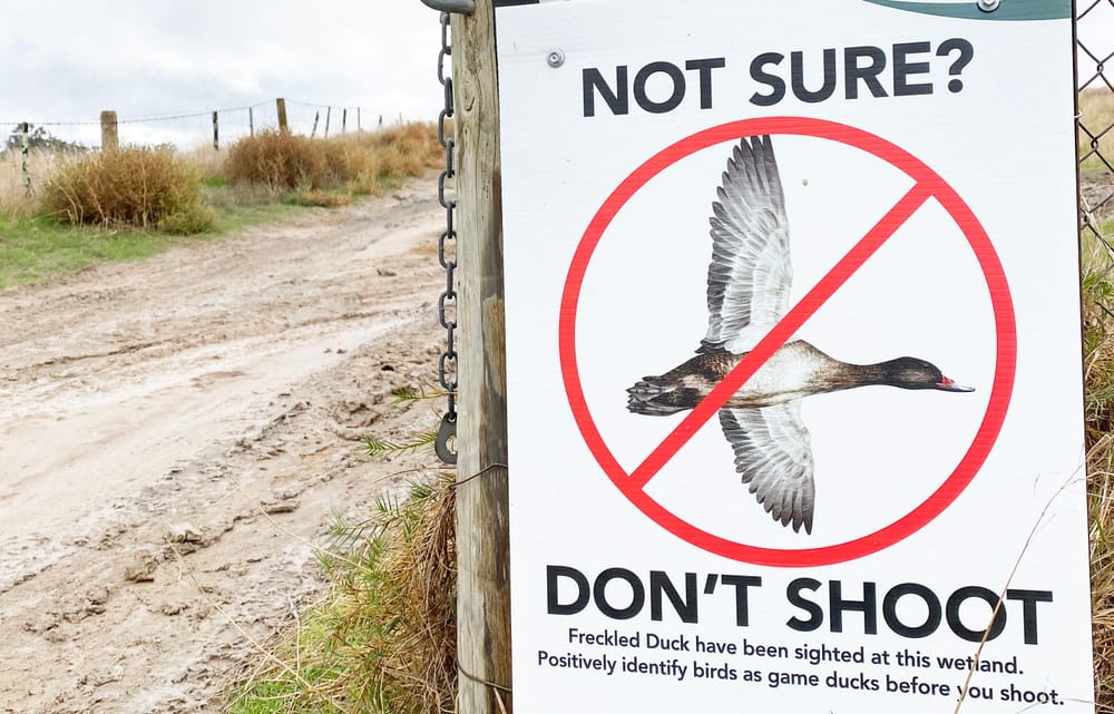 Politicising Duck Hunting post image