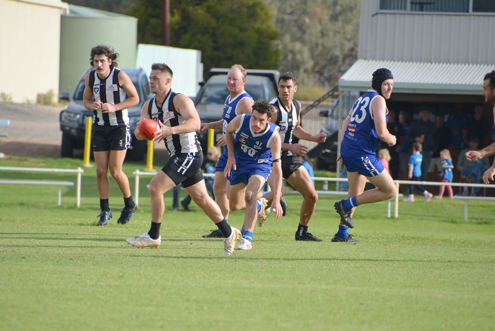 Magpies Under the Microscope post image