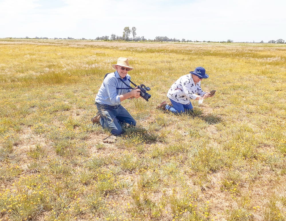Grassland Delight post image