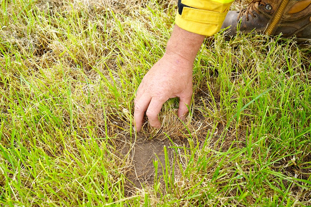Call for Volunteers to Monitor Grasslands post image