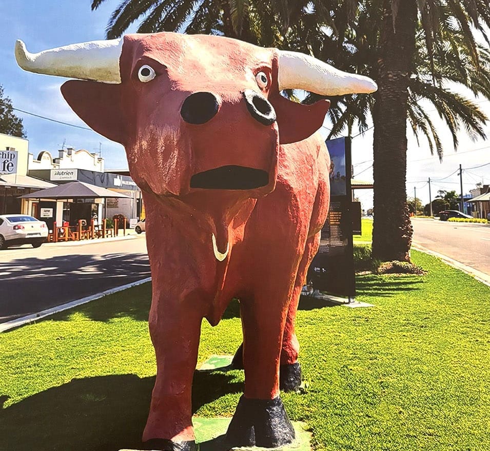Why Does Mallee  Bull Looks So Sad? post image