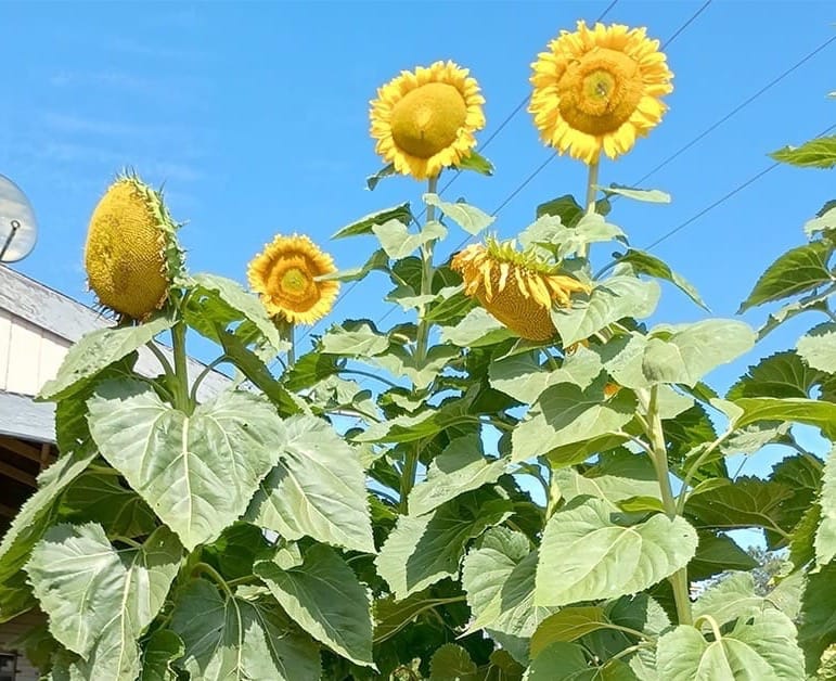 Giant Sunflowers post image