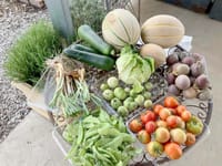 The Last of Summer’s Bounty post image