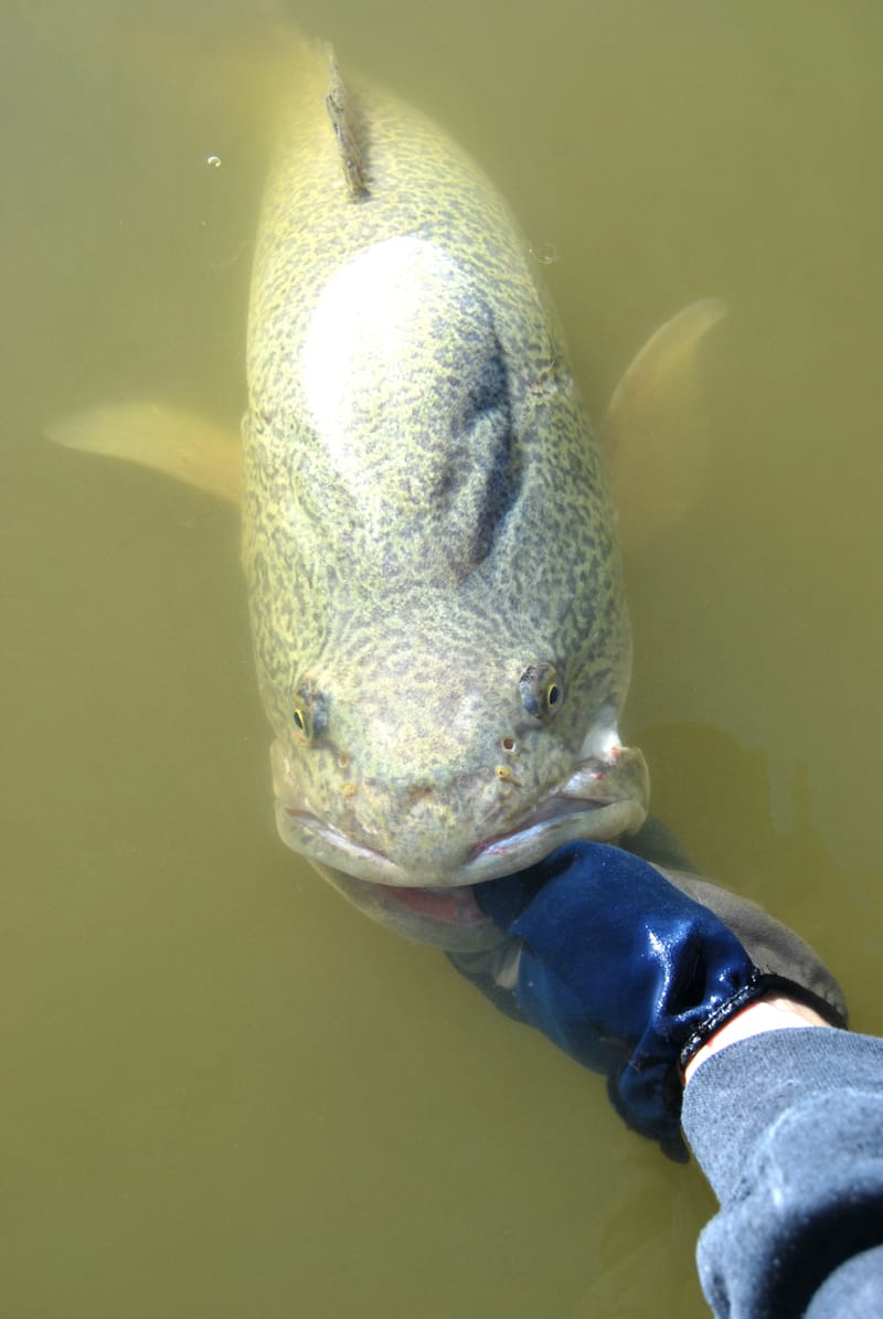 Murray Cod Season Opens This Weekend post image