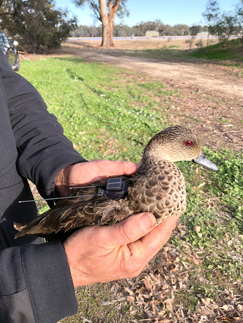 Duck Tracking Research  Project Takes Flight post image