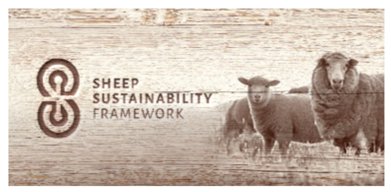 Sheep Sustainability: Progress, Challenges and Evolution post image
