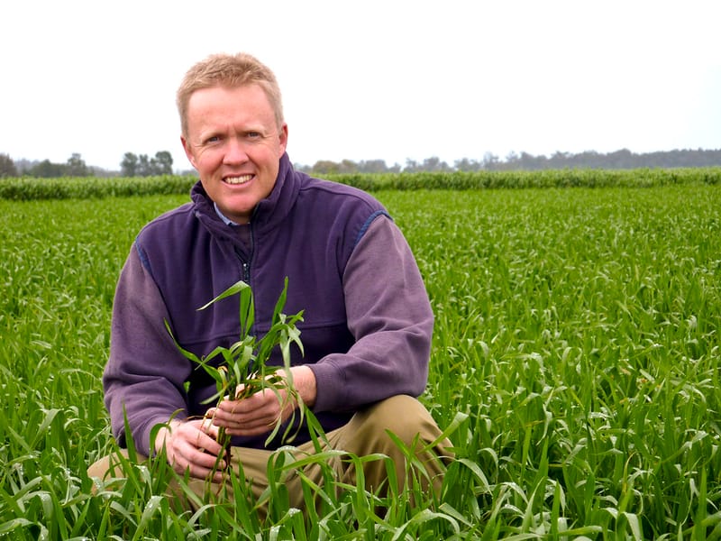 To Help With Winter Crop Profits... Effective Summer Weed Management post image